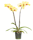 toom Baumarkt Lügde - Schmetterlingsorchidee Angebot im Prospekt Schmetterlingsorchidee bei toom Baumarkt im Lügde Prospekt für 8,99 €