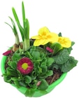 Bepflanzte Frühlingsschale im Angebot bei Penny in Homburg Bepflanzte Frühlingsschale Angebote bei Penny Homburg für 4,99 €