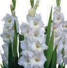 Bulbes de glaïeuls et spécialiste - U en promo chez U Express Saint-Priest à 2,99 €