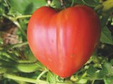 Promo Tomate Cœur de bœuf à 2,99 € dans le catalogue Point Vert à Ousse