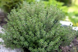 Aromatiques INVIVO Nous on sème à Gamm vert dans Madière Aromatiques INVIVO Nous on sème à Gamm vert dans Madière