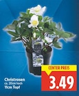 Christrosen im E center Prospekt Christrosen von im aktuellen E center Prospekt für 3,49 €