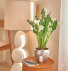 Arum blanc pot dans le catalogue Intermarché Hyper