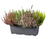 Grande jardinière de calluna multicolore en promo chez Lidl Grande jardinière de calluna multicolore dans le catalogue Lidl