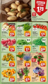 Ähnliche Tomatenpflanze Angebote im Prospekt "Dein Markt" von REWE in Herne Ähnliche Angebote wie Tomatenpflanze im Prospekt "Dein Markt" auf Seite 5 von REWE in Herne