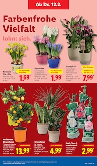 Zimmerpflanzen im Lidl Prospekt "LIDL LOHNT SICH" mit 70 Seiten (Frankfurt (Main))