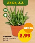 Aloe vera bei Penny-Markt im Prospekt "" für 2,99 €