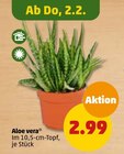 Penny-Markt - Aloe vera Angebot im Prospekt Aloe vera bei Penny-Markt im Prospekt "" für 2,99 €
