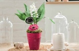 Muguet 3 Griffes avec 1 Germini - Intermarché à Bordeaux Muguet 3 Griffes avec 1 Germini en promo chez Intermarché Bordeaux à 12,99 €
