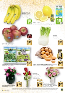 Blumen im aktuellen EDEKA Prospekt (Saarbrücken) Blumen im EDEKA Prospekt "Aktuelle Angebote" mit 47 Seiten (Saarbrücken)