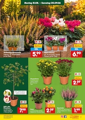 Ähnliche Sommerflieder Angebote im Prospekt "Aktuelle Angebote" von Netto Marken-Discount in Heilbronn Ähnliche Angebote wie Sommerflieder im Prospekt "Aktuelle Angebote" auf Seite 9 von Netto Marken-Discount in Heilbronn