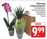Aktuelles Pflanzenmix in Papiertragetasche Angebot bei E center in Jena ab 9,99 €