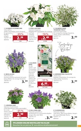 Balkonpflanzen im Dehner Garten-Center Prospekt Balkonpflanzen im Dehner Garten-Center Prospekt "FEIER DEN SOMMER" auf Seite 5