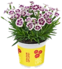 Blühpflanze Angebote bei Kaufland Ludwigshafen für 2,22 €