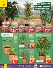 Aktueller Netto Marken-Discount Prospekt mit Pflanzen, "Aktuelle Angebote", Seite 10