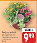 Bepflanzter Korb für 9,99 € bei E center im Angebot Bepflanzter Korb im aktuellen E center Prospekt