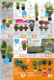 Aktueller Globus-Baumarkt Prospekt mit Blumen, "Immer eine Idee besser", Seite 3
