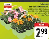 EDEKA - Beet- und Balkonpflanzen Angebot im Prospekt Beet- und Balkonpflanzen bei EDEKA im Prospekt "" für 2,99 €