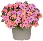 Raschelblume oder Zauberglöckchen Duo im Angebot bei REWE in Bergheim Raschelblume oder Zauberglöckchen Duo Angebote bei REWE Bergheim für 2,29 €