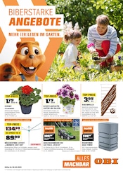 Aktueller OBI Prospekt mit Gartenpflanzen, "BIBERSTARKE ANGEBOTE", Seite 1