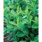 Laurier palme 'Rotundifolia' en promo chez Carrefour Strasbourg à 4,99 €