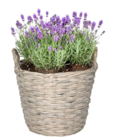 Lavendel Angebote bei Thomas Philipps Potsdam für 1,99 €