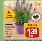 Lavendel Angebote bei REWE Böblingen für 1,39 €
