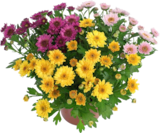 Chrysanthemen Sunset & Skyfall Trios Angebote bei EDEKA Frankfurt für 2,49 €