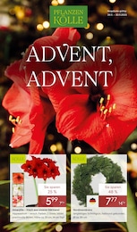 Pflanzen Kölle Prospekt für Neuendettelsau: "ADVENT ADVENT", 16 Seiten, 24.11.2025 - 30.11.2025