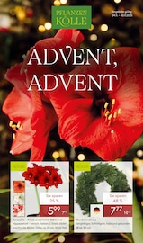 Aktueller Pflanzen Kölle Garten & Pflanzen Prospekt in Erlangen und Umgebung, "ADVENT ADVENT" mit 16 Seiten, 24.11.2025 - 30.11.2025