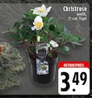 Christrose im Angebot bei EDEKA in Neuwied Christrose Angebote bei EDEKA Neuwied für 3,49 €