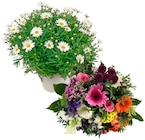 Aktuelle Blumen Angebote bei REWE in Kassel Aktuelles Schnitt- und Topfblumen Angebot bei REWE in Kassel