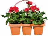 Fuchsien Angebote bei Netto Marken-Discount Freital für 4,99 €