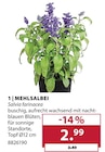 Mehlsalbei bei Dehner Garten-Center im München Prospekt für 2,99 €