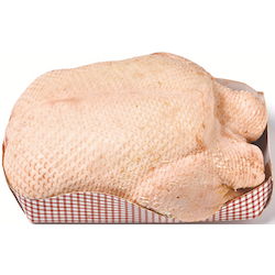 Frische Barbarie Ente