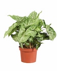 Plante verte - Lidl à Toulon Plante verte en promo chez Lidl Toulon à 2,99 €