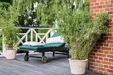 Bambou non traçant ECLOZ - ECLOZ - Jardiland à Clermont-Ferrand Bambou non traçant ECLOZ - ECLOZ en promo chez Jardiland Clermont-Ferrand à 19,99 €