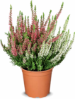 Zweifarbige Besenheide im Angebot bei Netto Marken-Discount in Frankfurt Zweifarbige Besenheide Angebote bei Netto Marken-Discount Frankfurt für 2,49 €