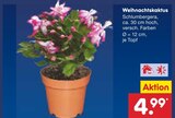 Weihnachtskaktus Angebote bei Netto Marken-Discount Cottbus für 4,99 €