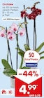 Orchidee im Netto Marken-Discount Prospekt Orchidee von im aktuellen Netto Marken-Discount Prospekt für 4,99 €