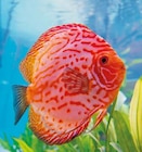 Promo Discus couleurs variées à 39,95 € dans le catalogue Botanic à Beaumont