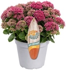 Staude Angebote bei Penny Eberswalde für 2,29 €