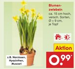 Blumenzwiebeln Angebote bei Netto Marken-Discount Castrop-Rauxel für 0,99 €