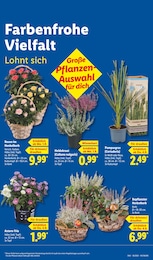 Pflanzen im Lidl Prospekt Pflanzen im Lidl Prospekt LIDL LOHNT SICH auf S. 15
