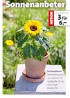 Aktuelle Pflanzen Angebote bei Blumen Ostmann in Bremen Aktuelles Sonnenblume Angebot bei Blumen Ostmann in Bremen ab 6,00 €