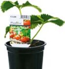 Gartenerdbeere im Hellweg Prospekt Gartenerdbeere im aktuellen Hellweg Prospekt fĂŒr 1,39 âŹ