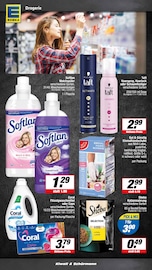 Aktueller EDEKA Prospekt mit Sheba, "Aktuelle Angebote", Seite 19