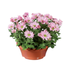 Chrysanthèmes en coupe en promo chez Lidl Drancy à 3,59 €