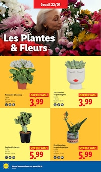 Promotion Jardin dans le prospectus Lidl, valable du 22/01/2026 au 28/01/2026 Promo Jardin dans le catalogue Lidl du moment à la page 28