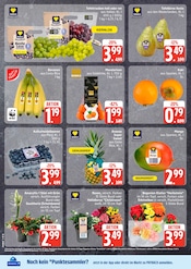 Pflanzen im EDEKA Prospekt in Cuxhaven Aktueller EDEKA Prospekt mit Pflanzen, "Top Angebote", Seite 8